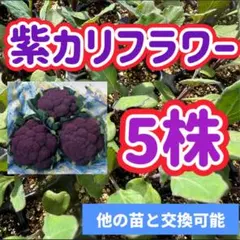 takacyan様 リクエスト 5点 まとめ商品