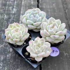 かおるん様 リクエスト 2点 まとめ商品