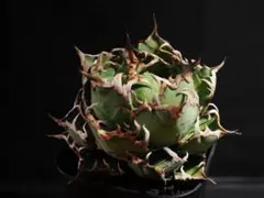 2026年最新】メリクロン アガベの人気アイテム - メルカリ