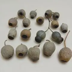 ベルガムナッツ　ユーカリの実　ドライフラワーリース　花材　アレンジ素材　18個