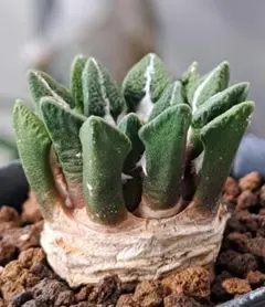 2025年最新】サボテン 黒牡丹の人気アイテム - メルカリ