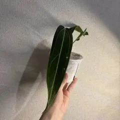 ア*ン様 アンスリウム　ワロクアーナムのサムネイル