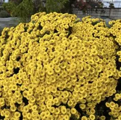 user_7d42cb8fざる菊５苗専用のサムネイル