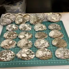 アワビの貝殻１５０枚