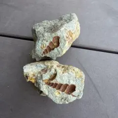 三葉虫化石 フレキシカリメネ 5点 モロッコ産 6〜8cm 三葉虫 化石 フレキシカリメネ 5点セット モロッコ産 良形 母岩付き