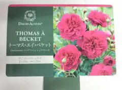 イングリッシュローズ/バラ大苗/名称タグ付き/正規取扱店購入/PVP/赤薔薇のサムネイル