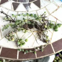 つるもも様 リクエスト 3点 まとめ商品