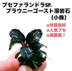 ブセファランドブラウニーゴースト２０１１-２０１２　ナカモト等 9株まとめ売り ブセファランドラ ブラウニーゴースト2011-2012ナカモト1株