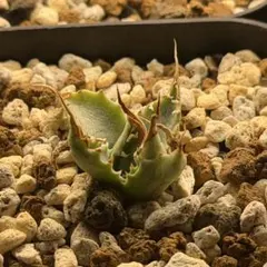 りょう様 リクエスト 2点 まとめ商品