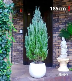 コニファー ムーングロー 185cm❗風格のある大型 シルバーリーフ 美形株 コニファー ムーングロー 185cm❗風格のある大型 シルバーリーフ 美形