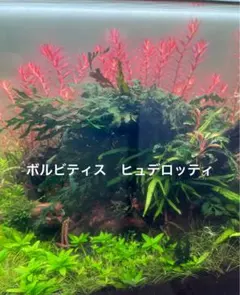 ボルビティスヒュディロティ山盛りセット ボルビティスヒュディロティ山盛りセット ボルビティスヒュディ