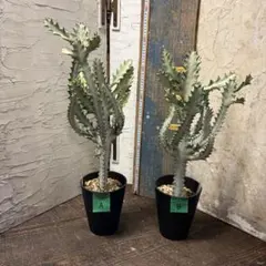 【特選】　選べるシリーズ　ユーフォルビア　ホワイトゴースト　5寸2鉢　多肉植物のサムネイル