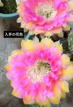 魅羽 超人気品種 花サボテン 複色咲き 群開花 カキコ - メルカリ
