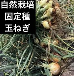 @みき　自然栽培　玉ねぎ　固定種　10キロ みき様専用 自然栽培 玉ねぎ 固定種 10キロ - メルカリ