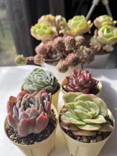 ゆみこ様 リクエスト 2点 まとめ商品