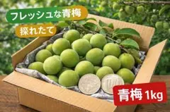 【超厳選】青梅_採りたて大粒無農薬 : 約1.2kgのサムネイル