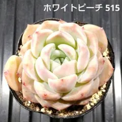 ホワイトピーチ 515 エケベリア 多肉植物 抜き苗