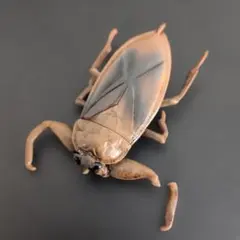 【4mm】ヒゲナガカミキリの一種 標本 カミキリムシ Xixuthrus 天牛 4mm】ヒゲナガカミキリの一種 標本 カミキリムシ Xixuthrus 天牛