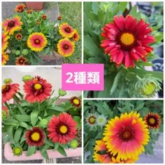 エール様 リクエスト 2点 まとめ商品