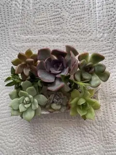多肉植物 エケベリア セダム 詰め合わせ