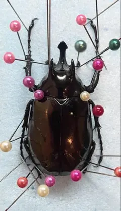 珍品大型アトラスオオカブト亜種simeuluensis（シムルエアトラスのサムネイル