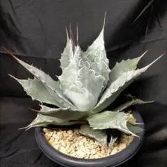 2025年最新】パラサナ トライアンファントの人気アイテム - メルカリ