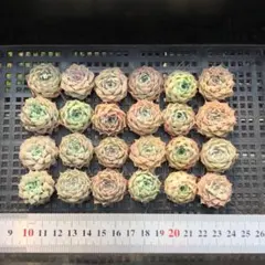 Top 多肉植物 2026-0324-MLJP005 セット エケベリア