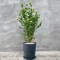 大型 フィカス ベンジャミンバロック 7号 陶器鉢 植え込み発送 - メルカリ