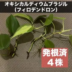 悪いのを吸ってくれるやつを選んだよ！アメジストが入ったオキシカルディウム！ 悪いのを吸ってくれるやつを選んだよ！アメジストが入ったオキシ