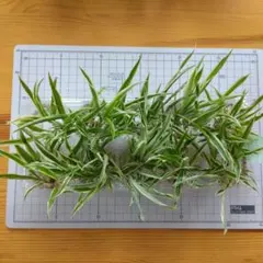 オリヅルラン子株(外斑)発根中⑤のサムネイル