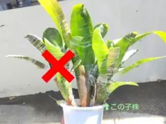 mmp様専用 エクメア ファッシアータのサムネイル