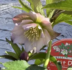 2026年最新】横山園芸 プチドールの人気アイテム - メルカリ