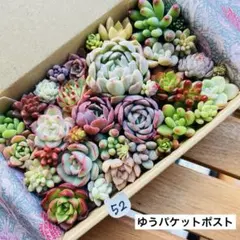 52 多肉植物　多肉弁当　詰め合わせ　寄せ植え　セット　カット苗　韓国苗　エケ