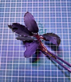 renakichi様 リクエスト 2点 まとめ商品