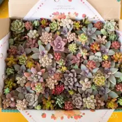 多肉植物　桜牡丹セット♡