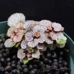 極姫ユキノシタ (1株) 山野草 テラリウム パルダリウム 観葉植物