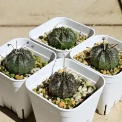 メルカリ便発送☆ユーフォルビア スーパーブラックバリダ - メルカリ
