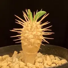 お目覚め速達！　ギラウミニアナ　ユーフォルビア　多肉植物　塊根植物　実生のサムネイル