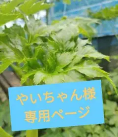 やいちゃん様専用ページ