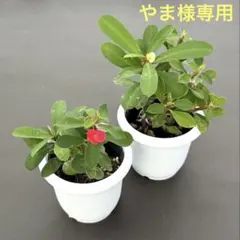 やま様 リクエスト 2点 まとめ商品