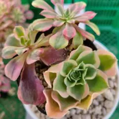 2025年最新】錦 アエオニウムの人気アイテム - メルカリ