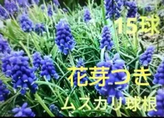 ぐり★即購入OK！！★様 リクエスト 2点 まとめ商品