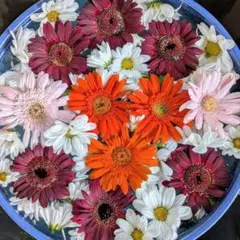 クリコロカレン♡11/10〜暫くお休み様 リクエスト 2点 まとめ商品