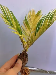 2025年最新】ソテツの人気アイテム - メルカリ