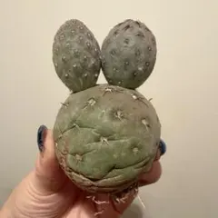 2025年最新】テフロカクタス ゲオメトリクスの人気アイテム - メルカリ