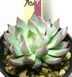 2025年最新】ミックスベリア 桜鬼の人気アイテム - メルカリ