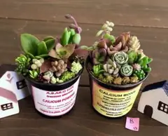 Ｂ　大容量　多肉植物　寄せ植え　育て方メモつき❤️ カラフル　2つセット