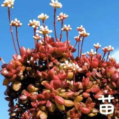 紅稚児② 抜き苗 クラッスラ 紅稚児 【多肉植物 3号】｜ 【植物のITANSE