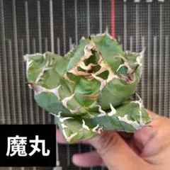 うしのくそどん様 リクエスト 2点 まとめ商品