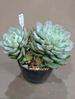 まめちゃん様 リクエスト 2点 まとめ商品